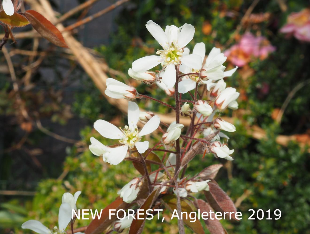 June Berry, Serviceberry
